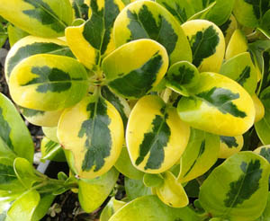 Coprosma Taupata Gold